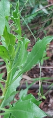 Dimorphotheca ecklonis