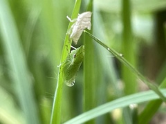 Xerophloea