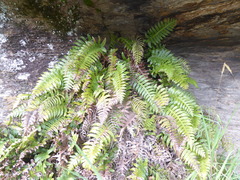 Cranfillia vulcanica