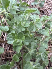 Veronica hederifolia-sublobata-triloba
