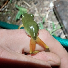 Hyperolius tuberilinguis