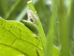 Xerophloea