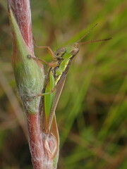 Bermius