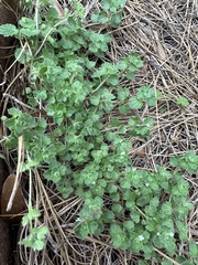 Veronica hederifolia-sublobata-triloba