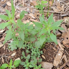 Parietaria pensylvanica