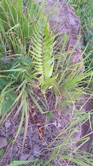 Zamia standleyi