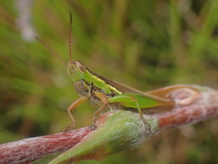 Bermius