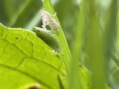 Xerophloea