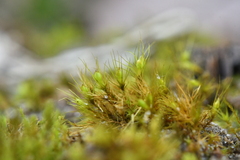 Pleuridium subulatum