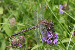 Phanogomphus