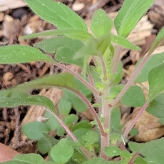 Parietaria pensylvanica