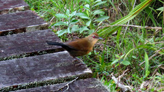 Pyriglena leucoptera