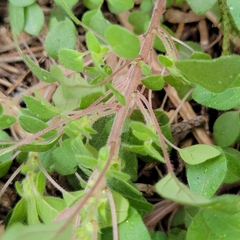 Parietaria pensylvanica