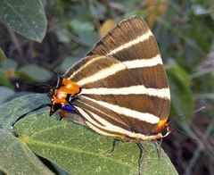 Panthiades bathildis