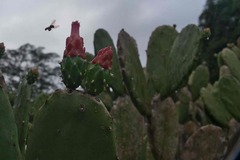 Opuntia cochenillifera
