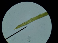 Pleuridium subulatum