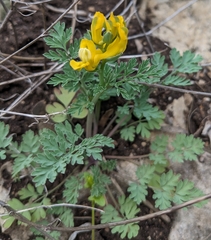 Corydalis aurea