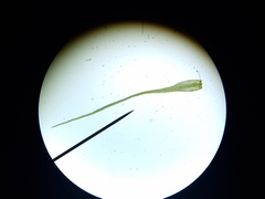 Pleuridium subulatum