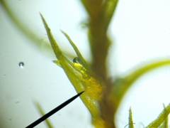 Pleuridium subulatum