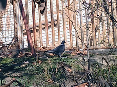 Columba palumbus