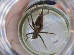 Paratlanticus ussuriensis