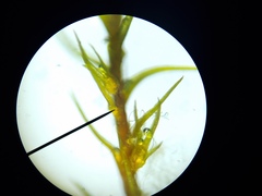 Pleuridium subulatum