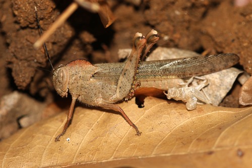 Abisares viridipenne (Burmeister, 1838)