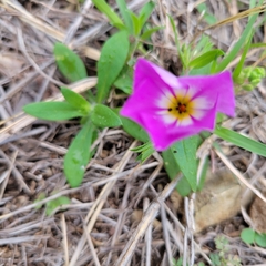 Phlox roemeriana