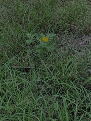 Ranunculus macranthus