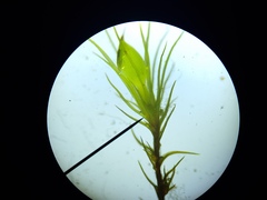 Pleuridium subulatum