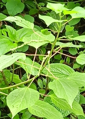 Boehmeria cylindrica