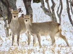 Cervus nippon yesoensis