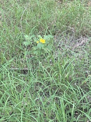 Ranunculus macranthus