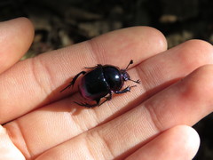 Phelotrupes auratus