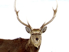 Cervus nippon yesoensis