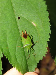Acanthosoma labiduroides