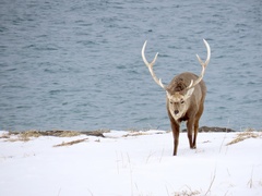 Cervus nippon yesoensis