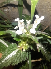Lamium bifidum
