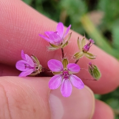 Erodium cicutarium