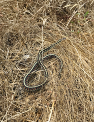 Thamnophis sirtalis concinnus