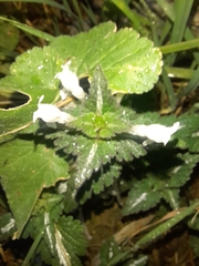 Lamium bifidum