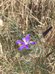 Brodiaea