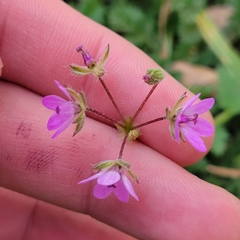 Erodium cicutarium
