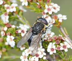Pelecorhynchus