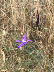 Brodiaea