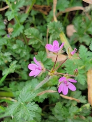 Erodium cicutarium