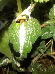 Lamium bifidum