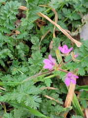 Erodium cicutarium