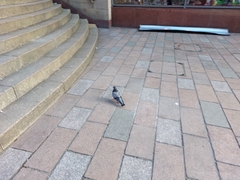 Columba livia domestica