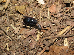 Phelotrupes auratus